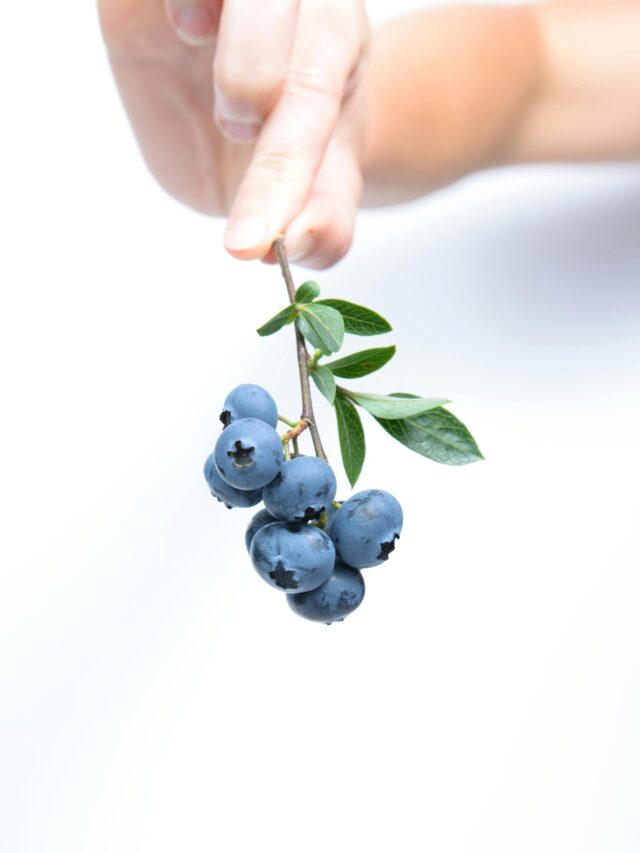 Blueberry